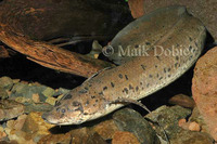 : Protopterus annectens; African Lungfish