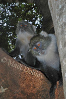 : Cercopithecus mitis; Sykes Monkey