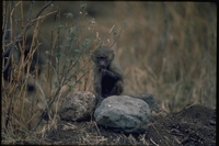 : Papio cyanocephalus; Yellow Baboon