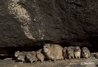 : Procavia; Rock Hyrax