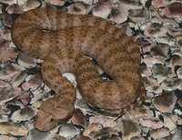 : Acanthophis wellsi; Pilbara Death Adder