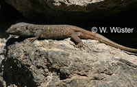 : Gallotia galloti; Tenerife Lizard