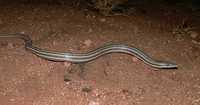 : Lialis burtonis; Burton's Snake-lizard