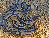 : Python regius; Ball, Royal Python
