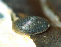 : Ferrissia rivularis; Creeping Ancylid