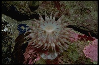 : Tealia crassicornis; Red Sea Anemone