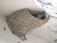 귀제비 Hirundo daurica | red-rumped swallow