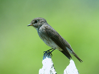 솔딱새 Muscicapa sibirica | sooty flycatcher