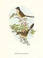 Rhopophilus Pekinensis art print by John Gould