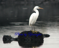 노랑부리백로(Swinhoe's Egret)