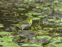 동박새 whiteeye