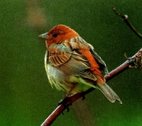 꼬까참새 (Emberiza rutila)