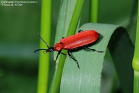 Kardinalbille (Pyrochroa coccinea ) Foto/billede af