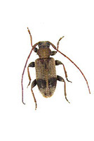 ガロアケシカミキリ 1 ex. Exocentrus galloisi