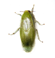 Panchlora nivea