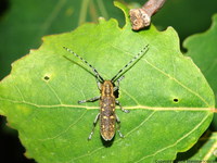 Saperda populnea populnea