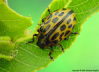 Chrysomela vigintipunctata