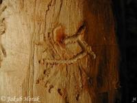 Hylesinus fraxini