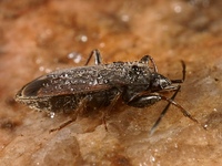 Eremocoris plebejus