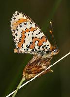 Melitaea didyma - Spotted Fritillary