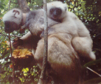 Silky sifaka (Propithecus candidus)