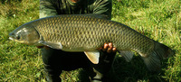 Ctenopharyngodon idella, Grass carp: fisheries, aquaculture, gamefish