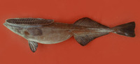 Remora osteochir, Marlin sucker: