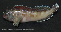 Hypleurochilus geminatus, Crested blenny: