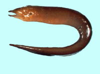 Enchelycore bikiniensis, Bikini Atoll moray: fisheries