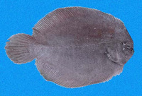 Achirus mazatlanus, Mazatlan sole: fisheries