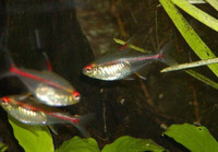 Hemigrammus erythrozonus, Glowlight tetra: aquarium