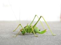 Leptophyes punctatissima - Specked bush-cricket