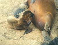 Image of: Zalophus californianus (California sea lion)