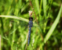 Image of: Libellula incesta