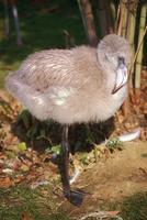 Phoenicopterus roseus - Greater Flamingo