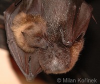 Pteropus rodricensis - Rodriguez Flying Fox