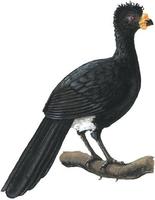 Image of: Crax globulosa (wattled curassow)