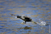 Image of: Fulica americana (American coot)