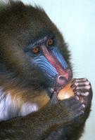 Mandrillus sphinx - Mandrill