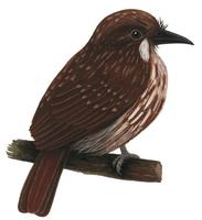 Image of: Malacoptila panamensis (white-whiskered puffbird)