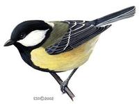 Image of: Parus major (great tit)