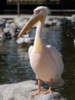 Image of: Pelecanus crispus (Dalmatian pelican)