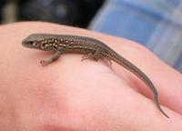 Image of: Lacerta vivipara (viviparous lizard)