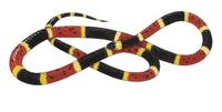 Image of: Micrurus fulvius (northern coral snake)