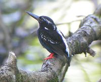 Silvery Kingfisher - Alcedo argentata