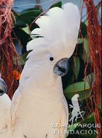 White Cockatoo - Cacatua alba