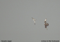 Parasitic Jaeger - Stercorarius parasiticus