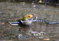 Rufous-faced Warbler - Abroscopus albogularis