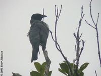 Sunda Cuckooshrike - Coracina larvata