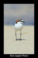 Red capped Plover